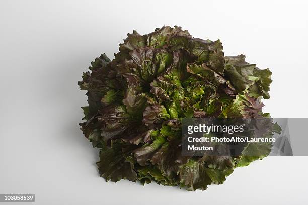 red batavia lettuce - feuille de salade fond blanc photos et images de collection
