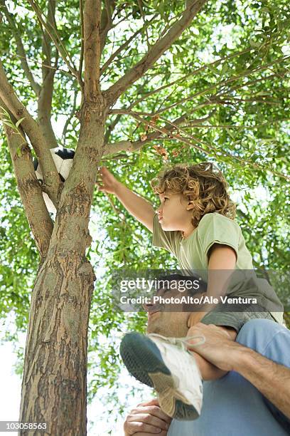 father helping son retrieve soccer ball stuck in tree - dar uma ajuda imagens e fotografias de stock