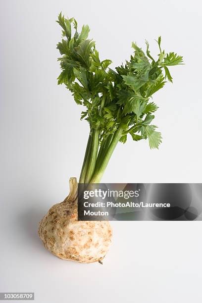 celeriac - celeriac stockfoto's en -beelden