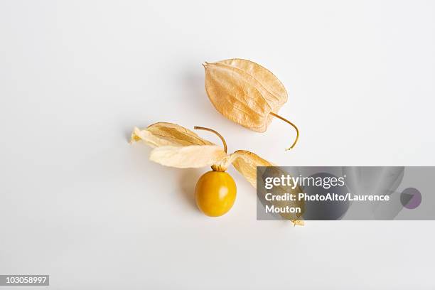 cape gooseberry (physalis peruviana) - linterna china fotografías e imágenes de stock
