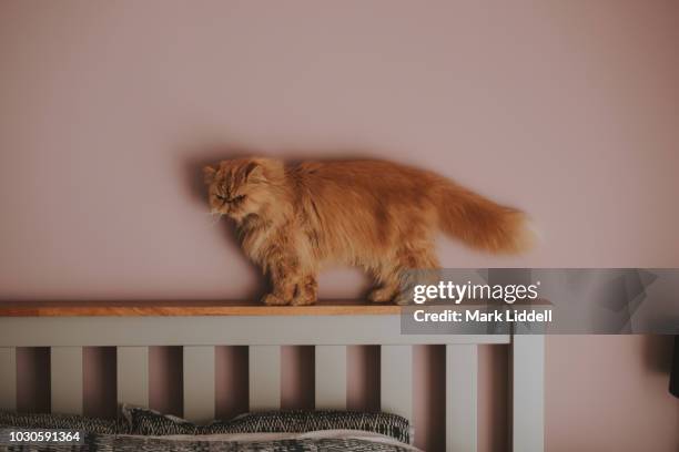 340 Cat Walking Into Room Stock Photos High Res Pictures And Images 340-cat-walking-into-room-stock-photos-high-res-pictures-and-images