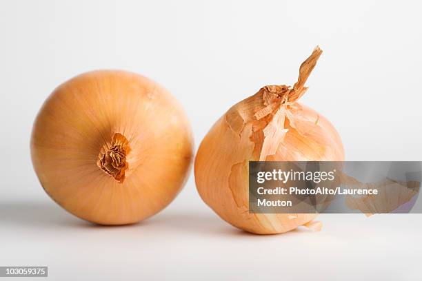 onions - cebola imagens e fotografias de stock