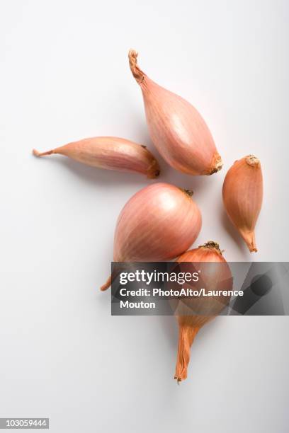 shallots - shallot stock pictures, royalty-free photos & images