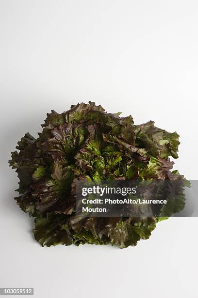leaf lettuce - feuille de salade fond blanc photos et images de collection