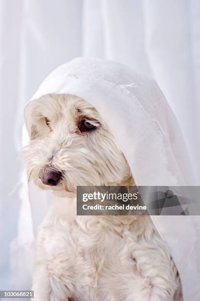 maltese dog caught in white curtain - maltese dog stock pictures, royalty-free photos & images
