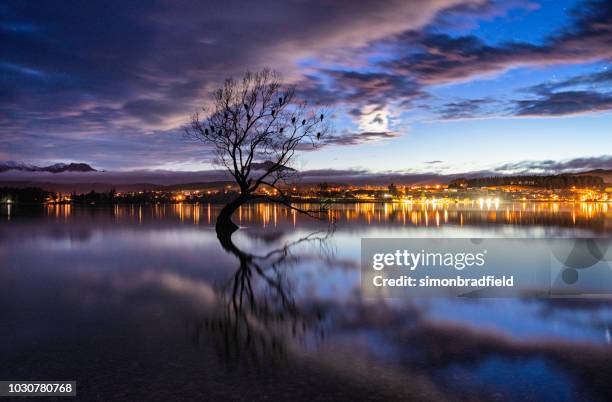 dawn nähert sich den baum am lake wanaka, neuseeland - wanaka stock-fotos und bilder