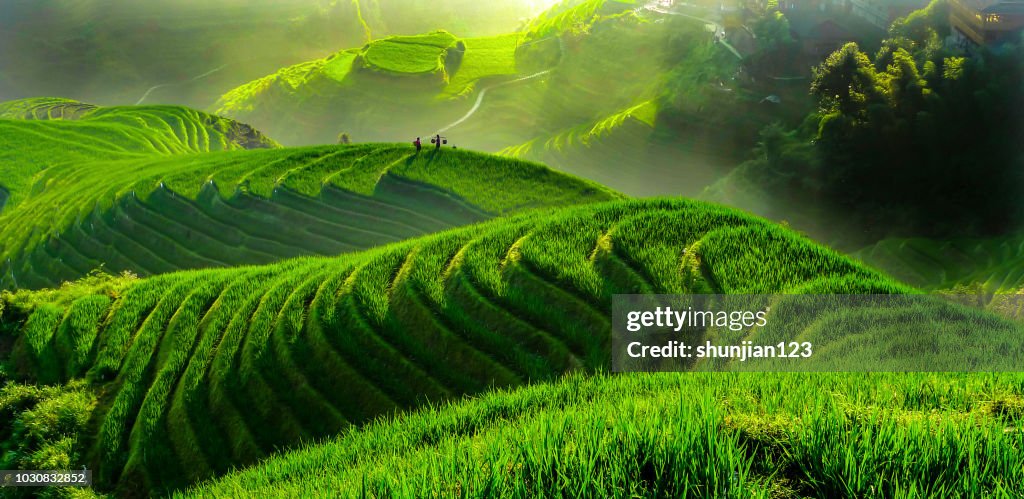 Campo de arroz en Longsheng