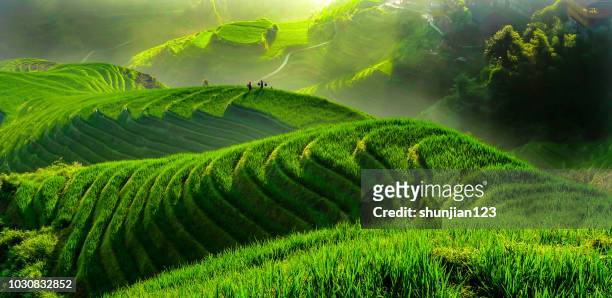 rice paddy in longsheng - rice paddy stock pictures, royalty-free photos & images