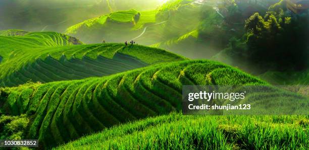 rice paddy in longsheng - guilin stock pictures, royalty-free photos & images