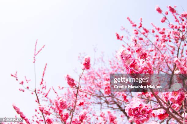 pink japanese plum blossoms - 梅 ストックフォトと画像