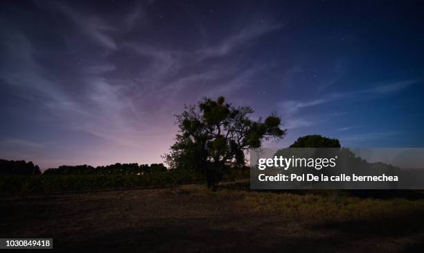 night backlight moon tree night sky - pleine lune photos et images de collection