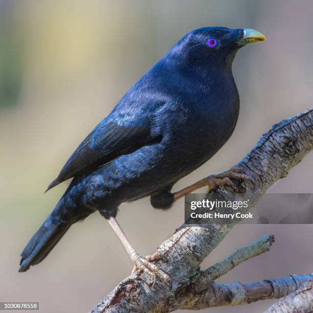 satin bowerbird - bowerbird bildbanksfoton och bilder