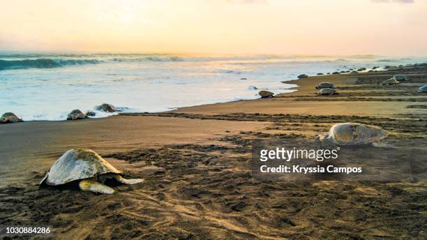 olive ridley sea turtles (lepidochelys olivacea) in massive nesting at sunset, costa rica - laying egg stock pictures, royalty-free photos & images