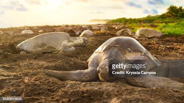 olive ridley sea turtles (lepidochelys olivacea) in massive nesting at sunset, costa rica - pacific ridley turtle stock pictures, royalty-free photos & images