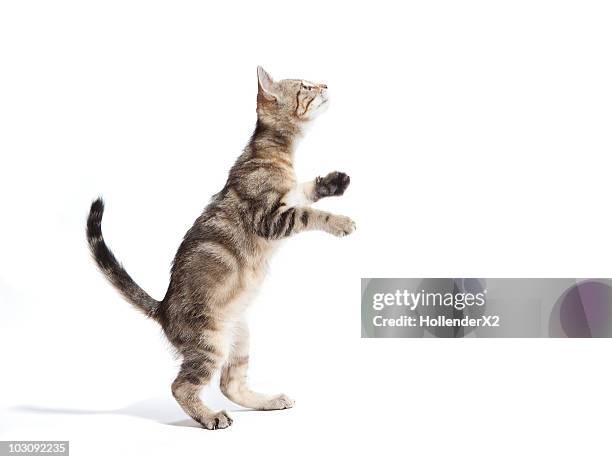 kitten standing on back paws - 猫 影 ストック��フォトと画像
