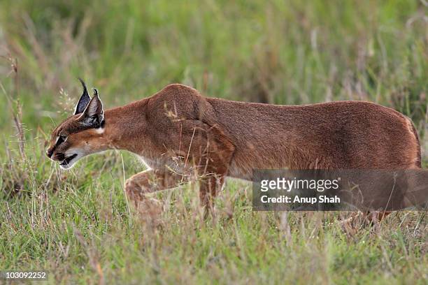 caracal prowling through grassland - caracal stock pictures, royalty-free photos & images