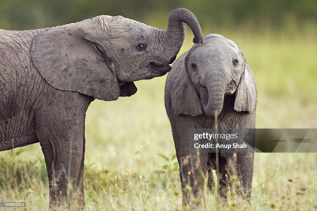 African Elephant infants playing