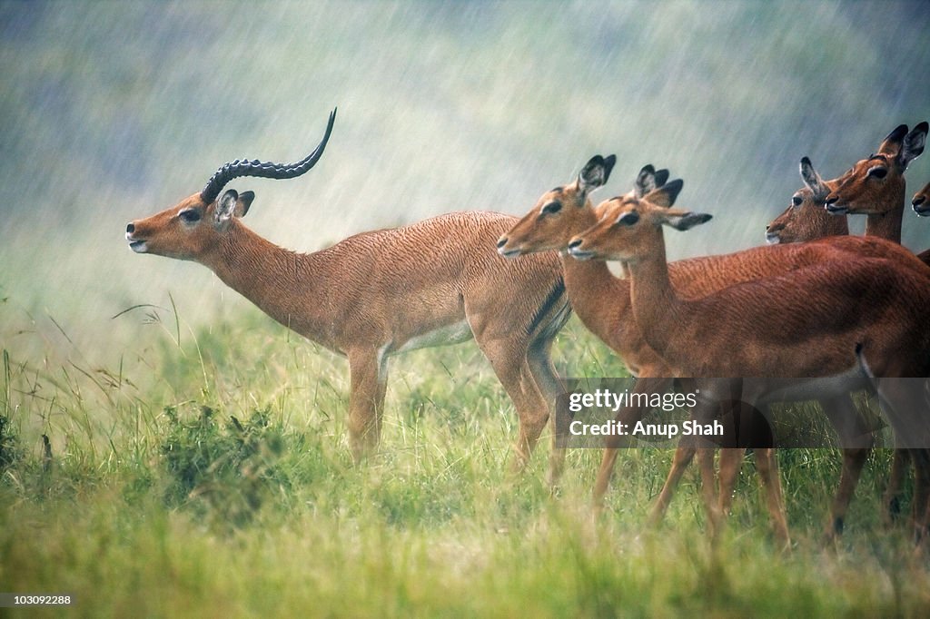 Impala herd standing in heavy rain