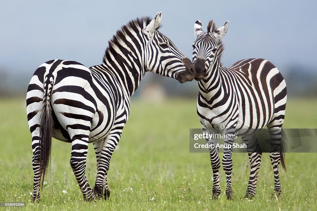 Common or Burchell's zebra stallions fighting