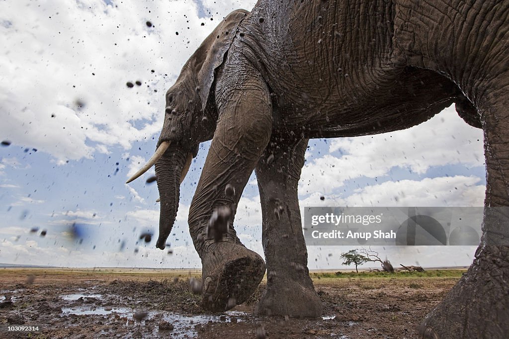 African elephant spraying mud 
