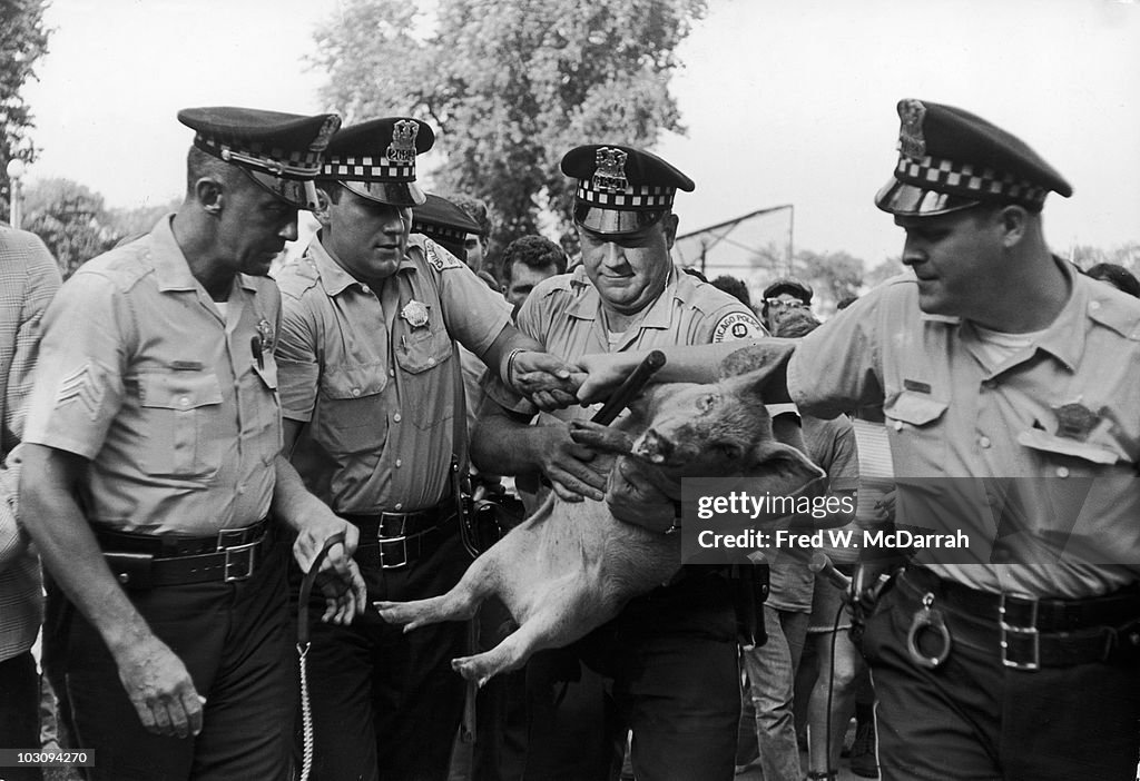 Pigasus 'Arrested'