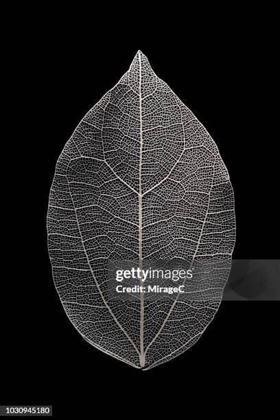 leaf vein macrophotography - nervatura della foglia foto e immagini stock