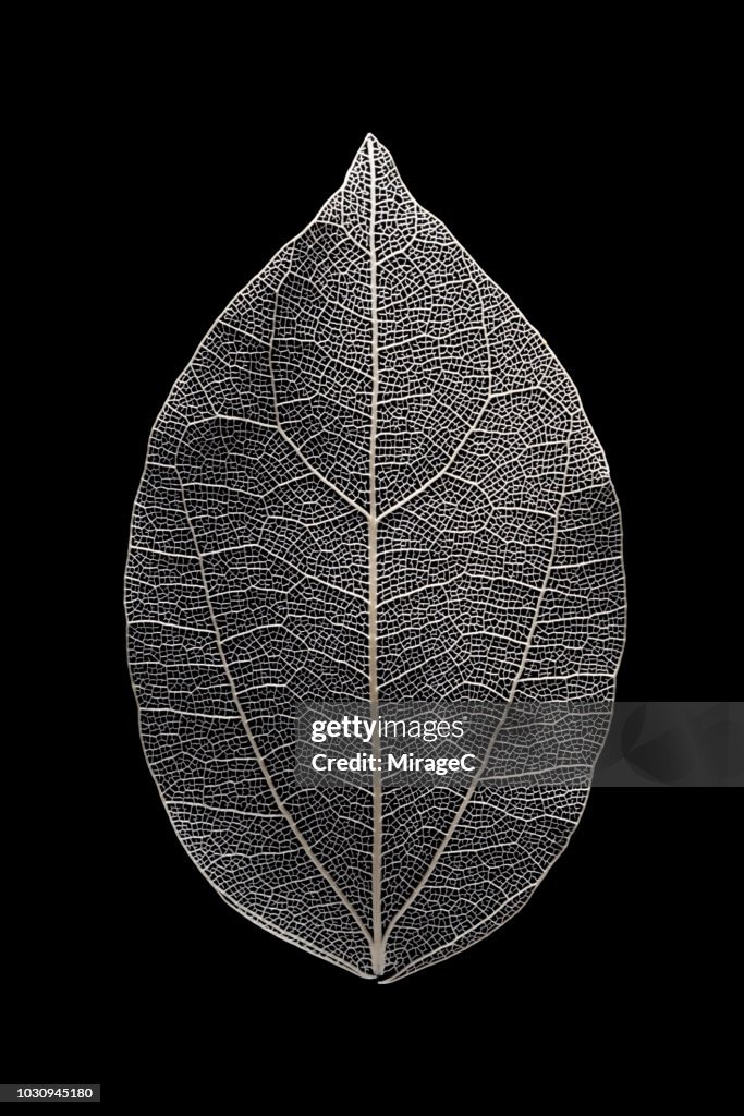 Leaf Vein Macrophotography