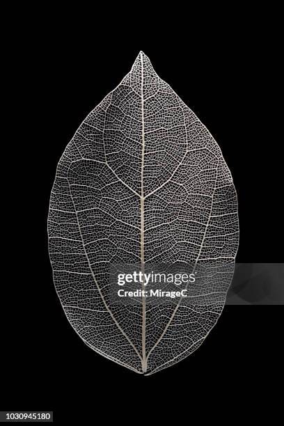 leaf vein macrophotography - bladnerf stockfoto's en -beelden