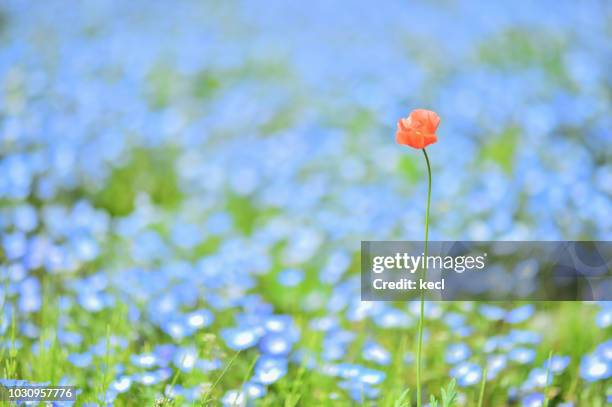 nemophila/baby blue eys flower - nemophila stock pictures, royalty-free photos & images