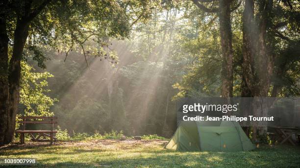 morning light piercing through the trees when camping in sutjeska national park, bosnia and herzegovina - woodland ストックフォトと画像