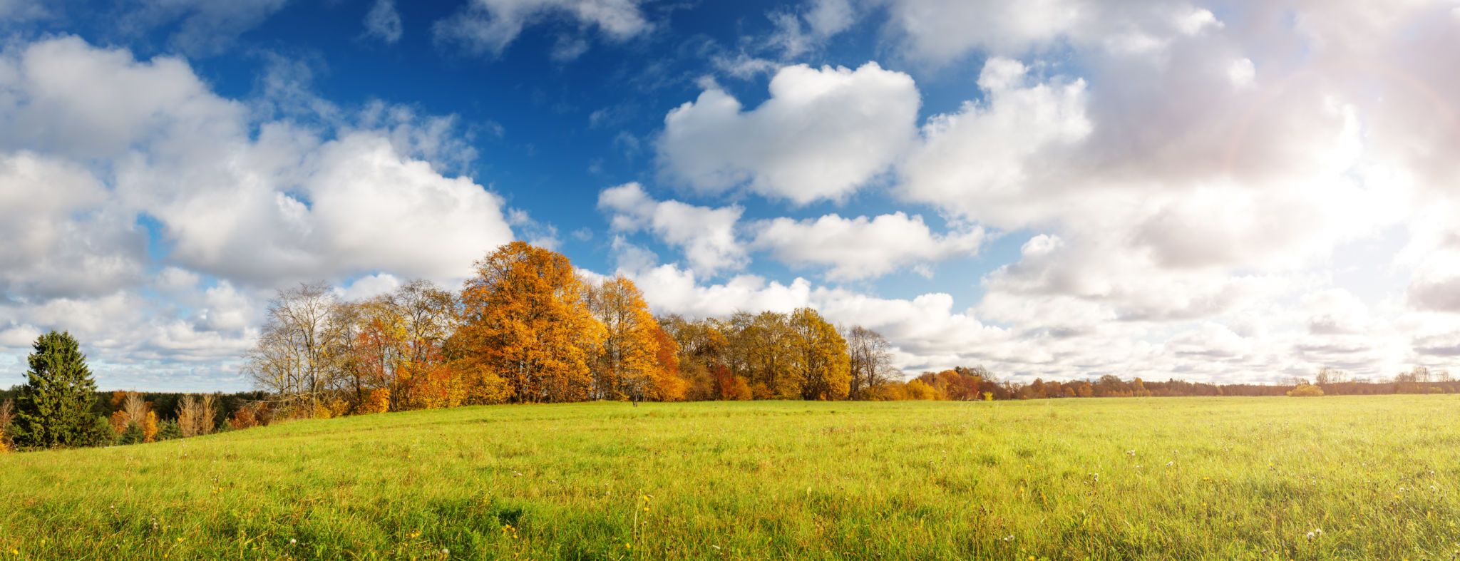 trees on the field in autumn on beautiful sunny day trees on the field in autumn on beautiful sunny day