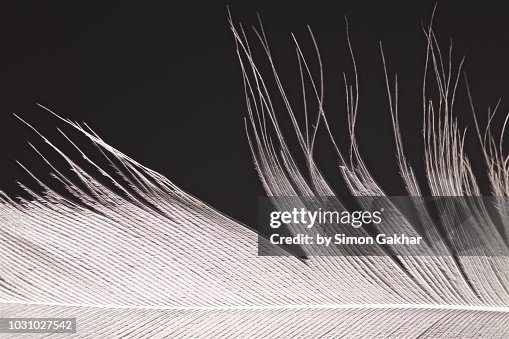 Define Feather Bird Feather Close Up High-Res Stock Photo - Getty Images