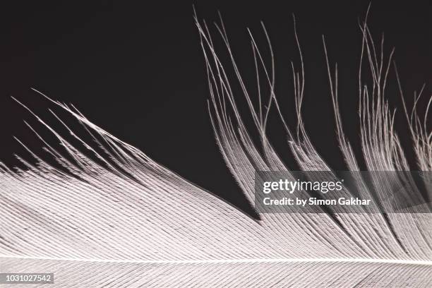 bird feather close up - white silk stock pictures, royalty-free photos & images