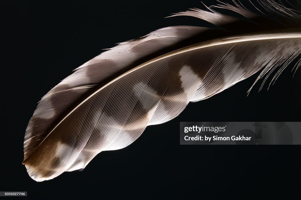 Bird Feather Close Up