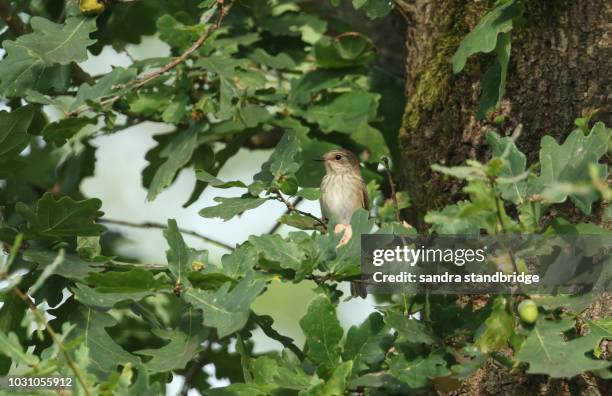 a beautiful spotted  flycatcher (muscicapa striata) perching on a branch of an oak tree. - bird uk bird of prey stock pictures, royalty-free photos & images