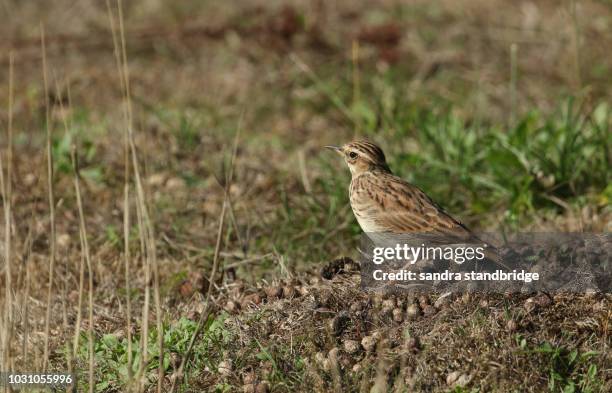 a beautiful woodlark (lullula arborea) resting in a field at the edge of woodland. - lullula arborea stock pictures, royalty-free photos & images