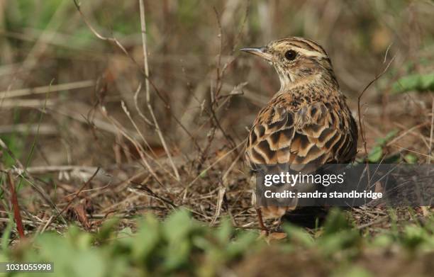 a beautiful woodlark (lullula arborea) resting in a field at the edge of woodland. - lullula arborea stock pictures, royalty-free photos & images