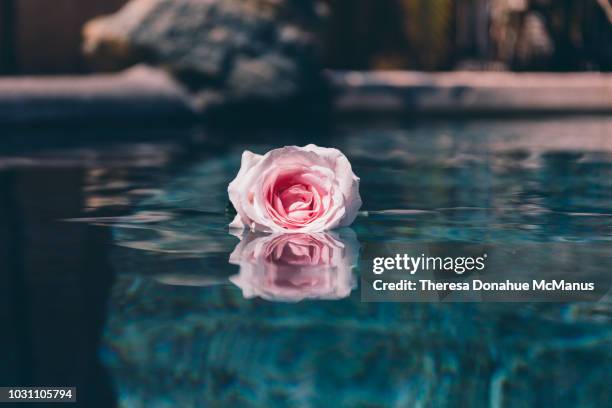 Bali Roses Over Pool 17 Floating Roses Pool Stock Photos, High-Res Pictures, and Images ...
