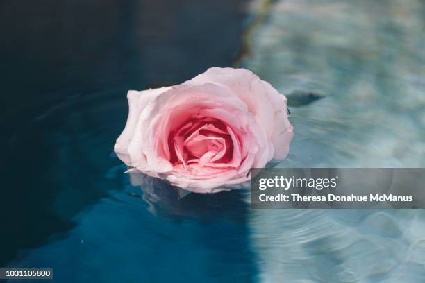 Pool With Name Roses 17 Floating Roses Pool Stock Photos, High-Res Pictures, and Images ...