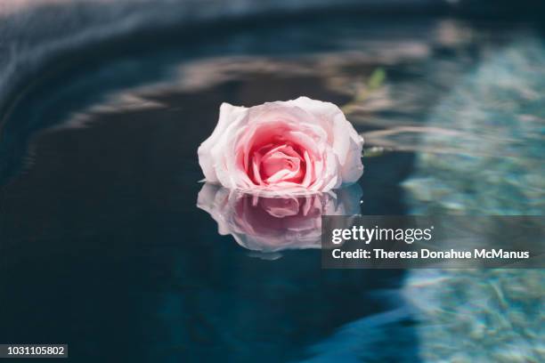 30 Floating Roses Pool Stock Photos, High-Res Pictures, and Images ...