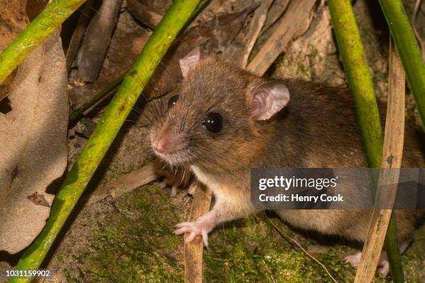 fawn-footed melomys (melomys cervinipes) - melomys rodent stock pictures, royalty-free photos & images