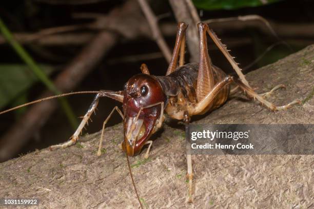 King Insect Giant Cricket Photos and Premium High Res Pictures - Getty Images