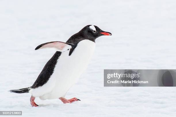 gentoo penguin on a mission. - gentoo penguin stockfoto's en -beelden