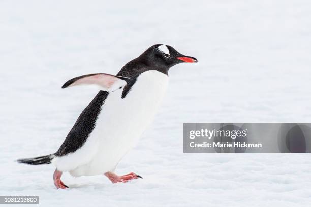 gentoo penguin on a mission. - south pole stock pictures, royalty-free photos & images