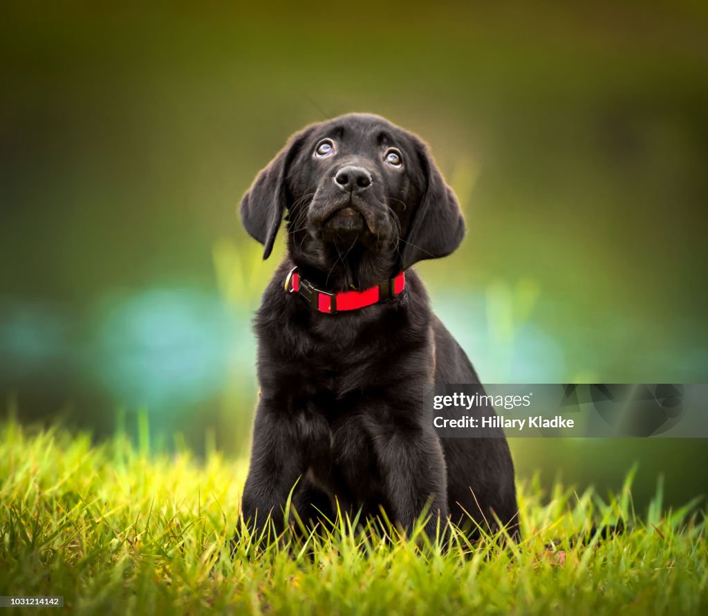 Black lab puppy looking up