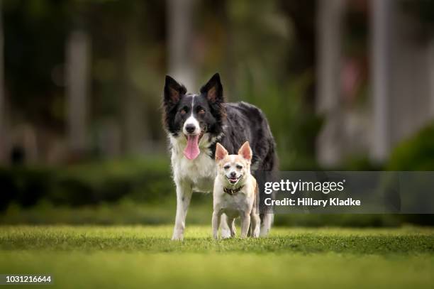 chihuahua standing in front of border collie - big dog stock pictures, royalty-free photos & images