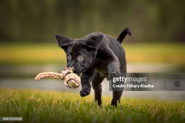black lab puppy playing with rope toy - black labrador playing stock pictures, royalty-free photos & images
