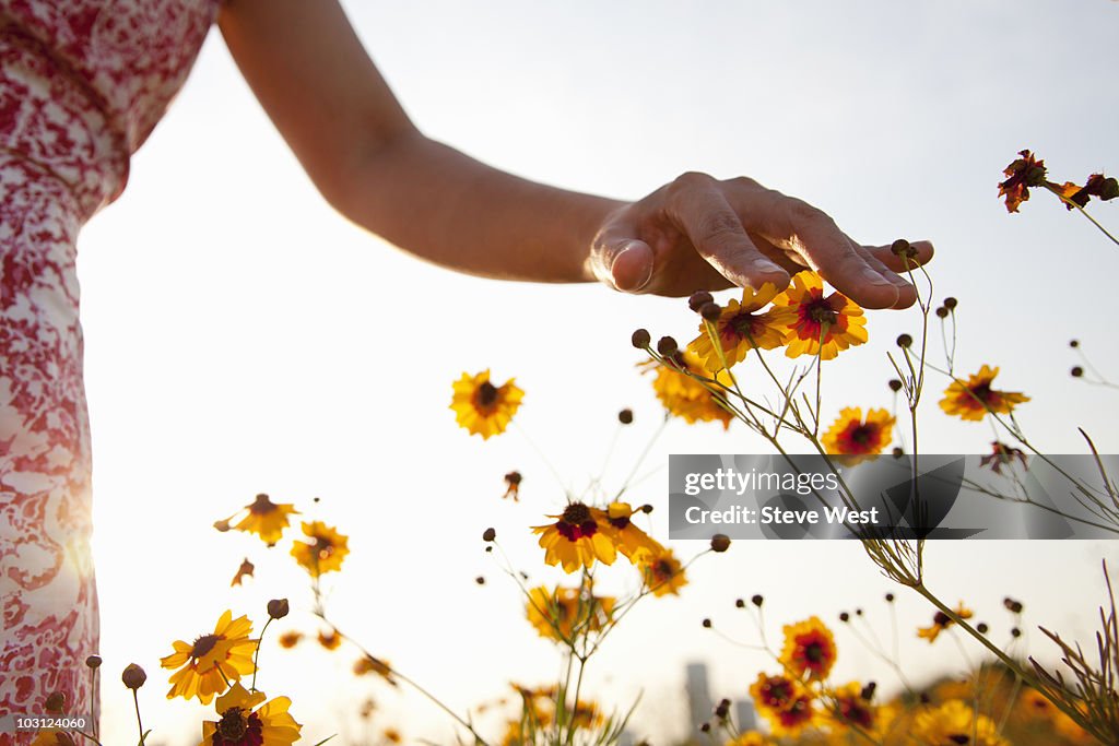 Woman's hand touching wild flowers in meadow