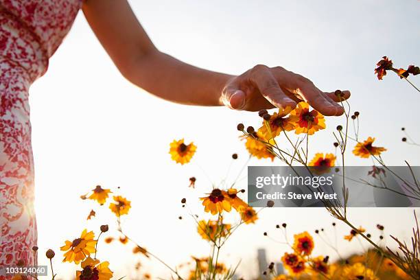 woman's hand touching wild flowers in meadow - feel ストックフォトと画像