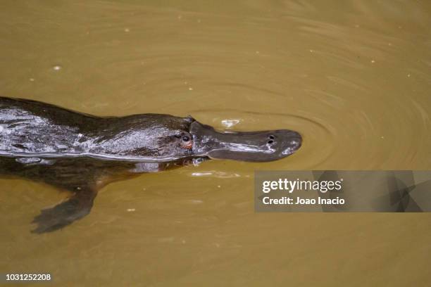 platypus (ornithorhynchus anatinus) - platypus stock pictures, royalty-free photos & images